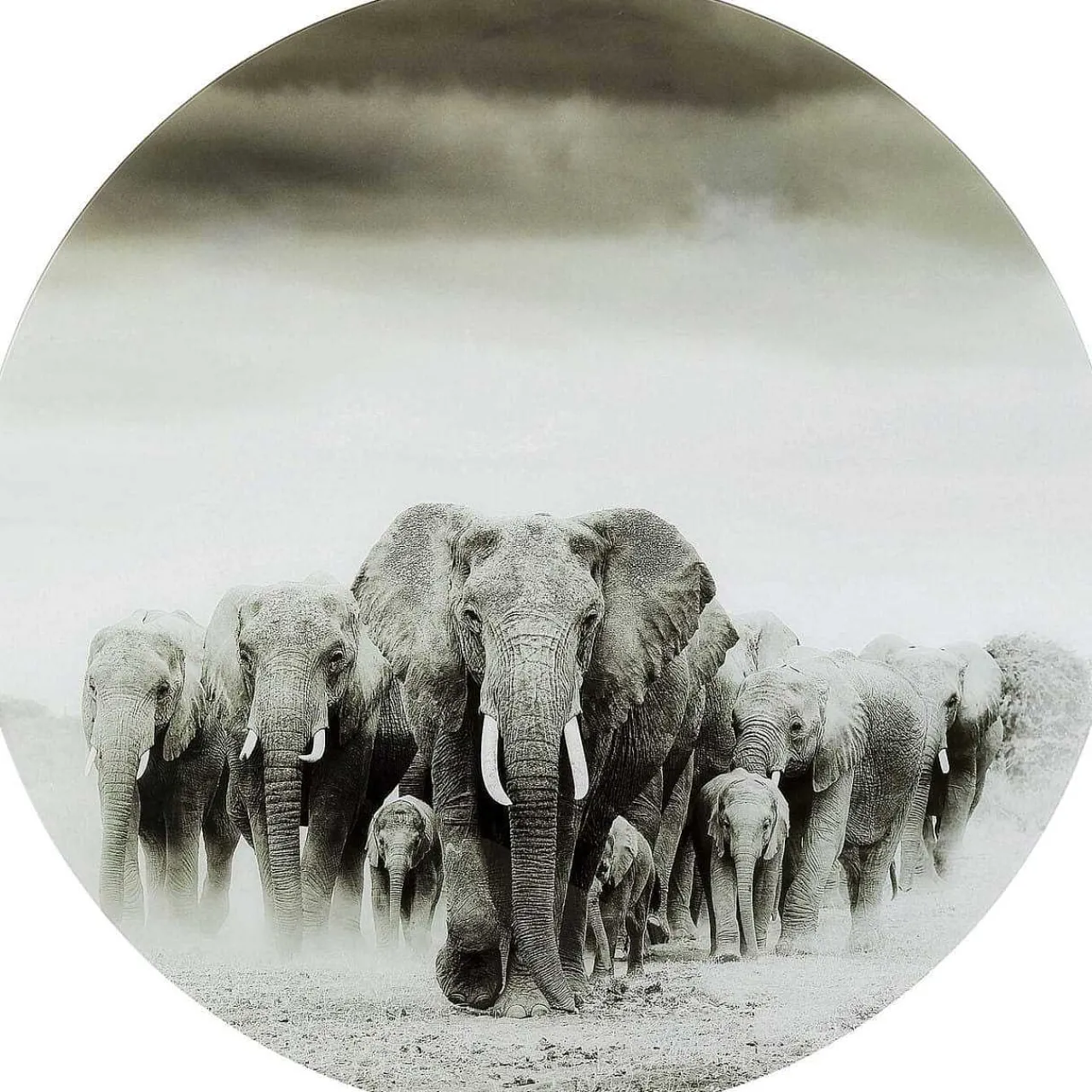 KARE Design Glasbild Elephant Walk Rund 120> Glasbilder
