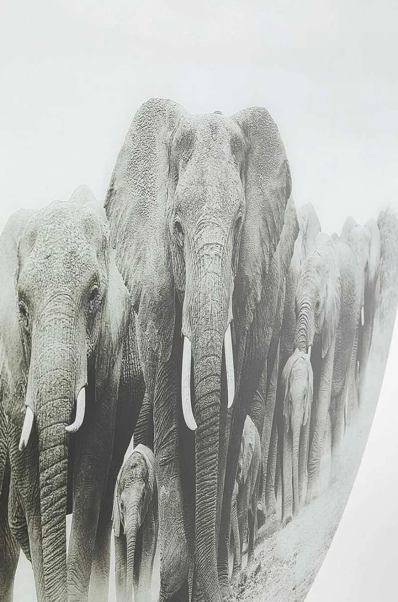 KARE Design Glasbild Elephant Walk Rund 120> Glasbilder