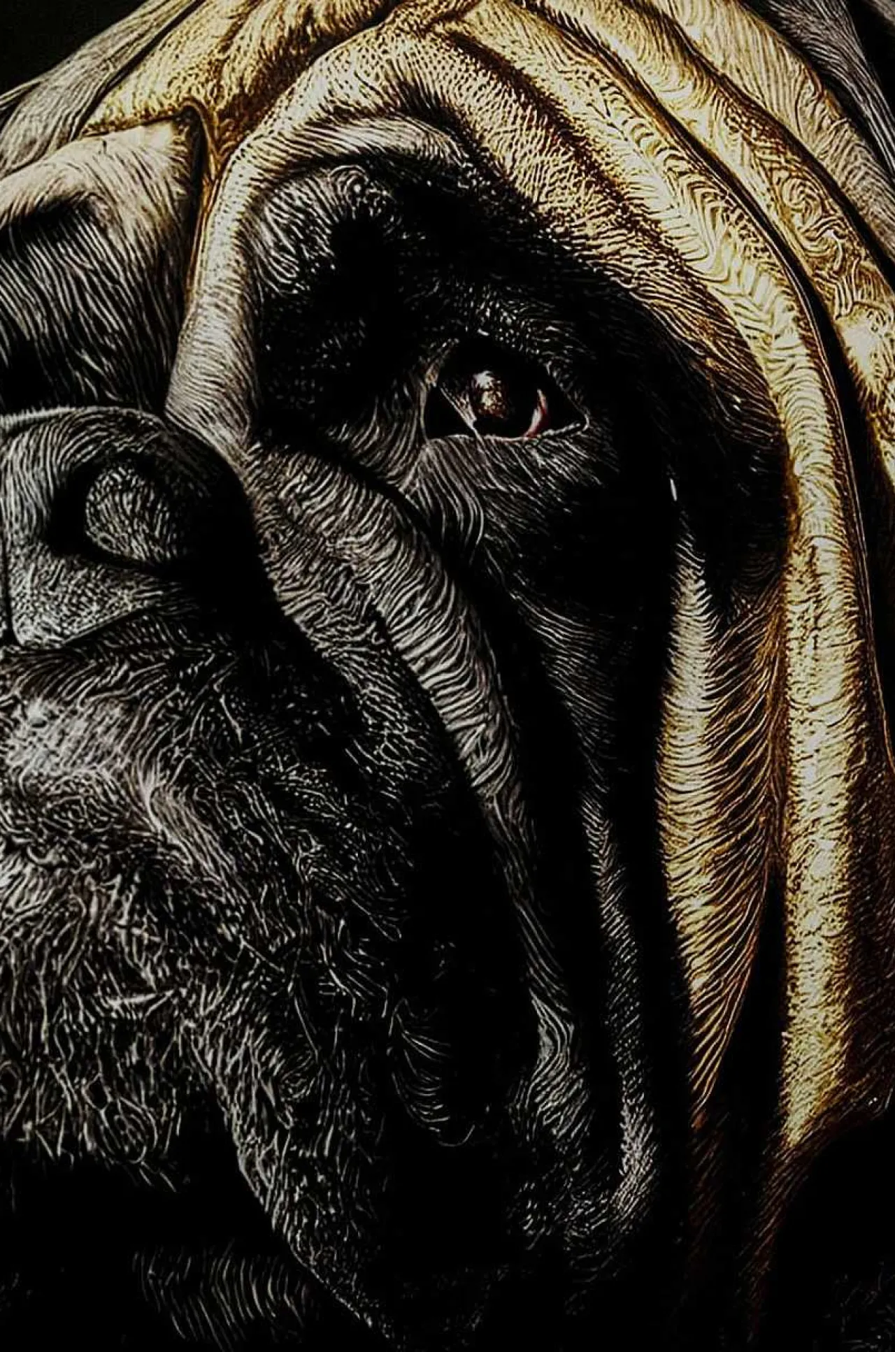 KARE Design Glasbild King Pug 40X60> Glasbilder